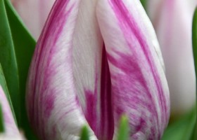 Tulipa Flaming Prince ® (3)